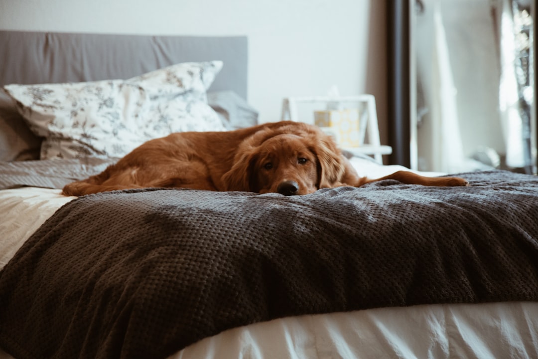 The Custom Pet Tapestry Blanket That Carries Their Memory