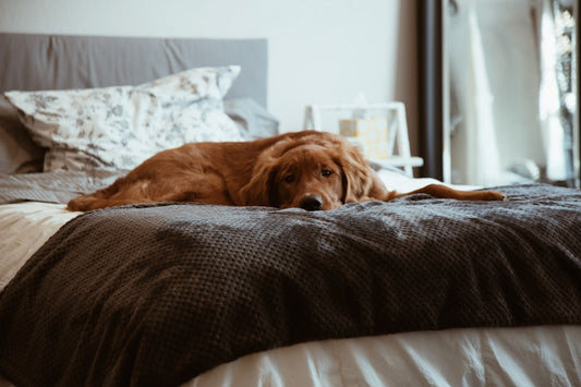 The Custom Dog Blanket With Photo She'll Never Let Go