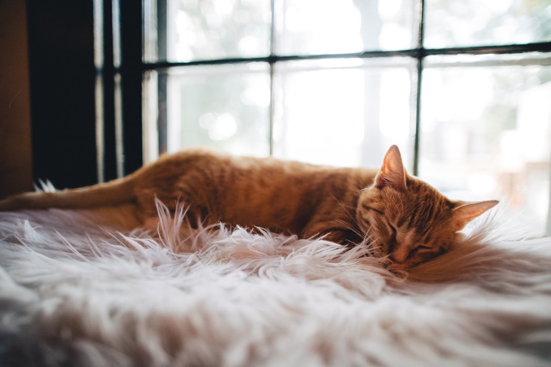Your Cat Deserves a Custom Cat Photo Beach Towel