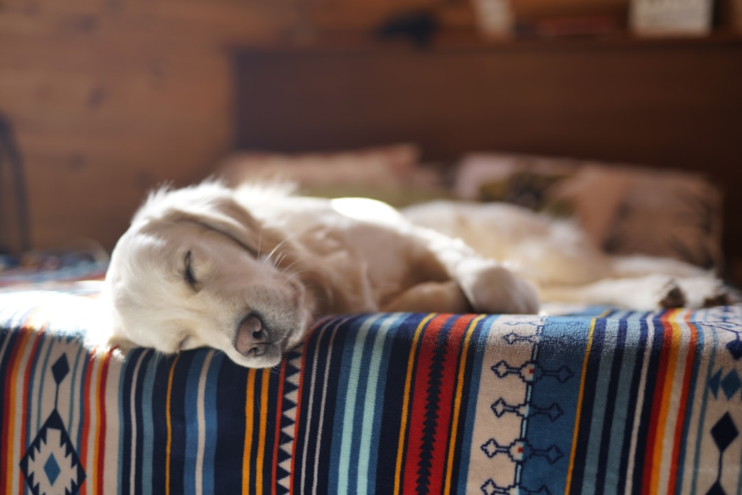 Unique Gifts for Dog Moms Who Love Hard