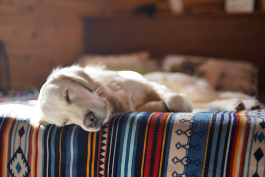 Unique Gifts for Dog Moms Who Love Hard