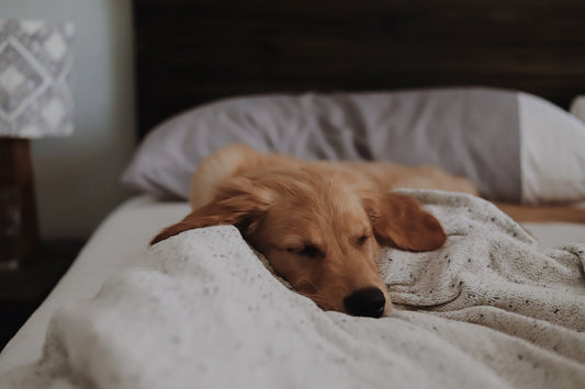 The Custom Pet Photo Blanket That Feels Like Home
