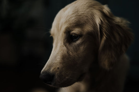 The Custom Pet Photo Blanket That Feels Like Home
