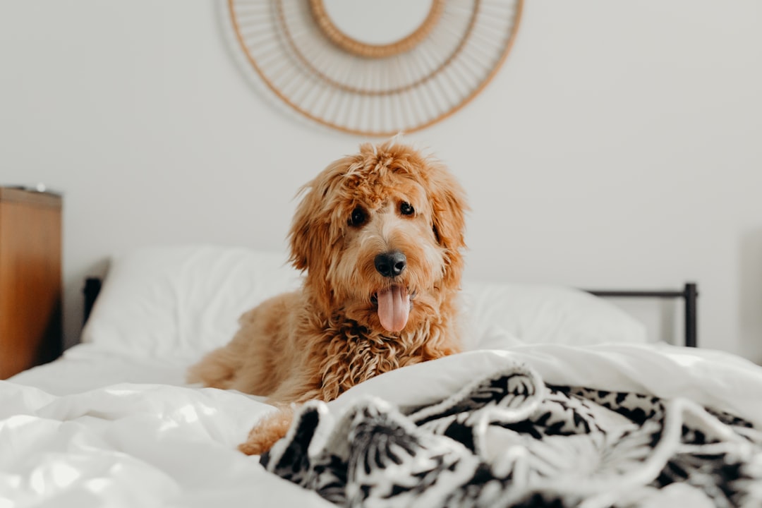 The Personalized Dog Name Blanket She'll Never Put Away