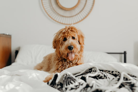 The Personalized Dog Name Blanket She'll Never Put Away