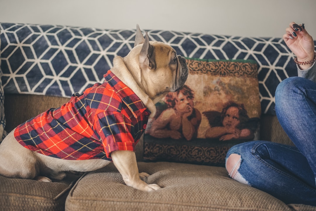 Pet Memorial Gift Ideas That Actually Mean Something