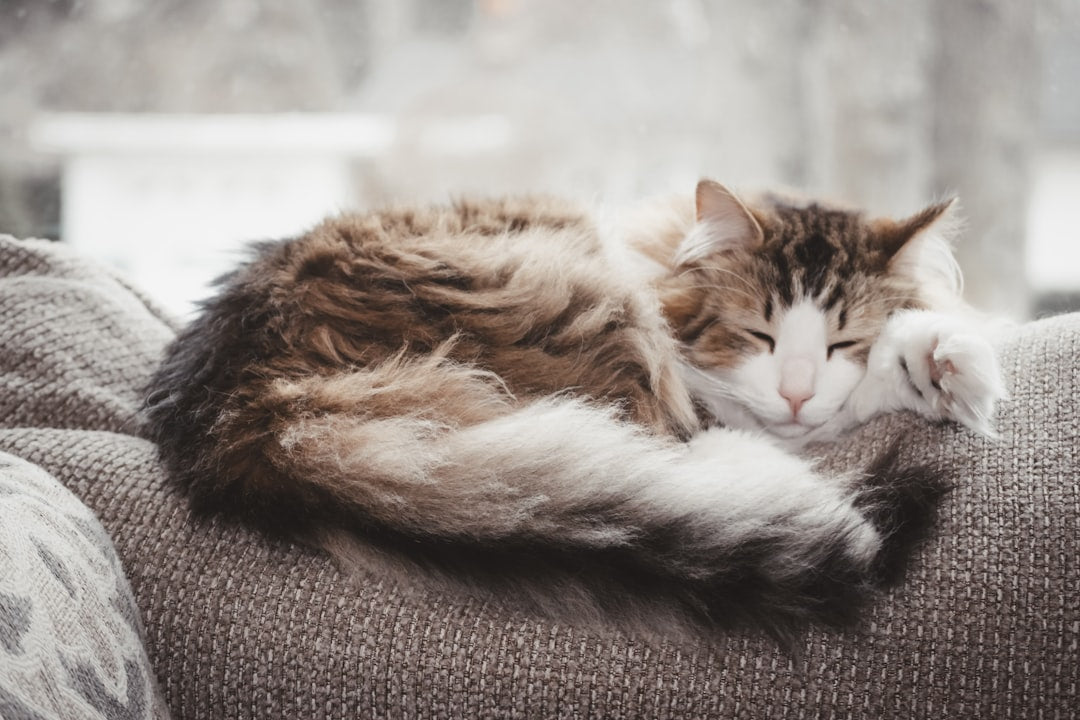 The Custom Cat Photo Blanket That Feels Like Home