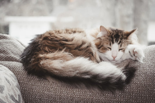The Custom Cat Photo Blanket That Feels Like Home