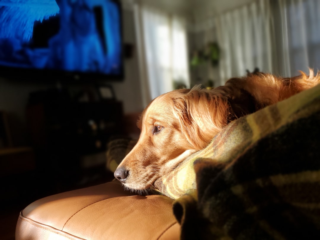 The Blanket With Your Dog's Face On It
