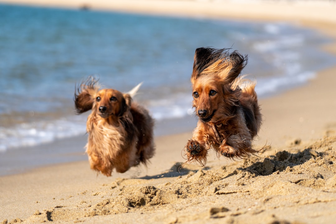 The Dog Mom Beach Towel She'll Never Stop Using