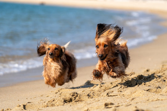 The Dog Mom Beach Towel She'll Never Stop Using