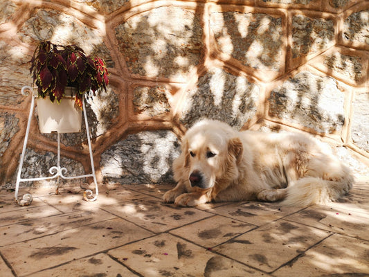 Pet Memorial Gift Ideas That Actually Mean Something