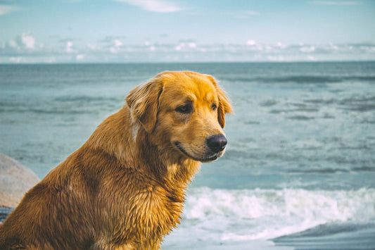 The Best Personalized Beach Towel for Dog Lovers
