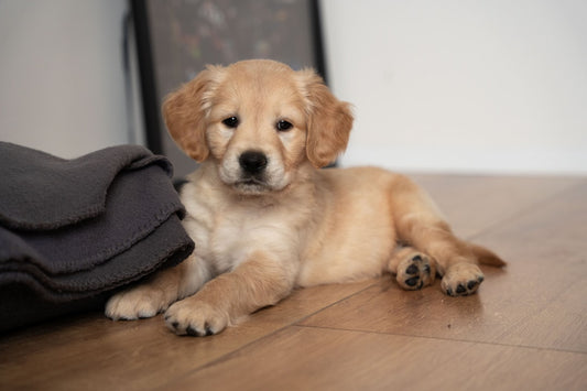 The Personalized Dog Name Blanket She'll Never Give Up