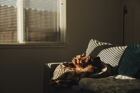 The Best Pet Photo Gift for Dog Dad This Year
