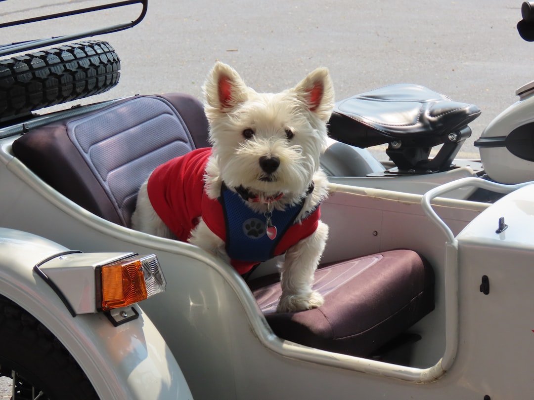 Golf Cart Seat Cover With Your Dog's Photo On It