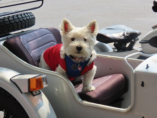 Golf Cart Seat Cover With Your Dog's Photo On It
