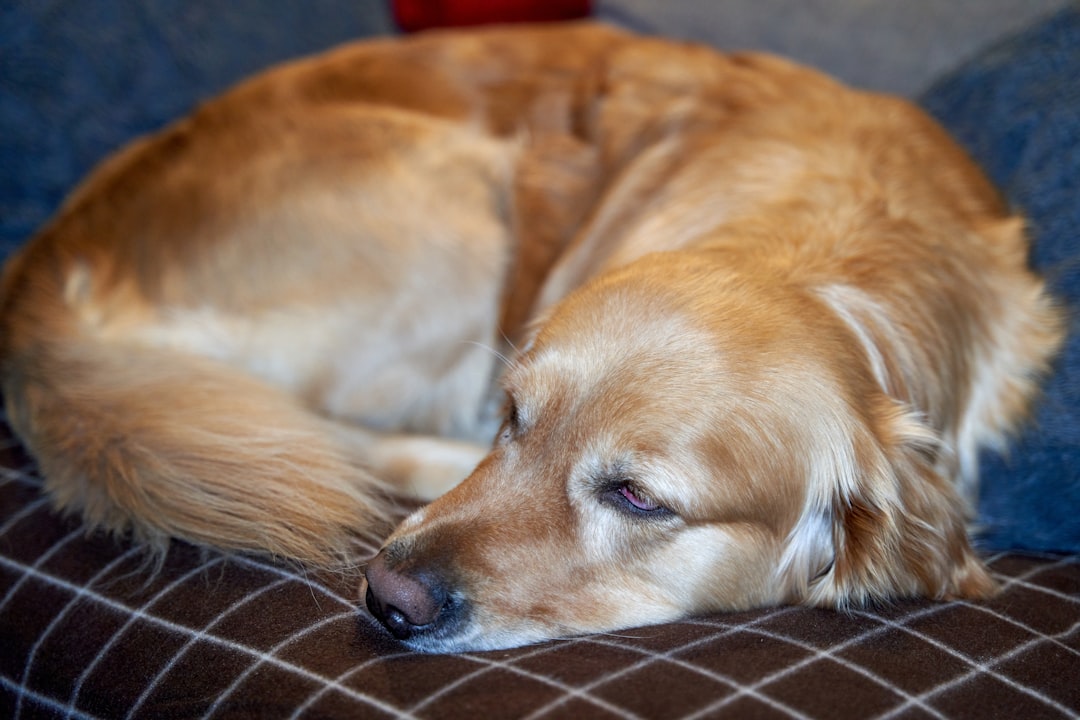 The Dog Photo Pillow Gift She'll Never Put Away