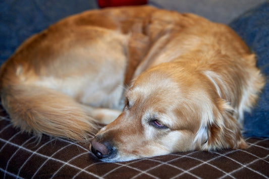 The Dog Photo Pillow Gift She'll Never Put Away