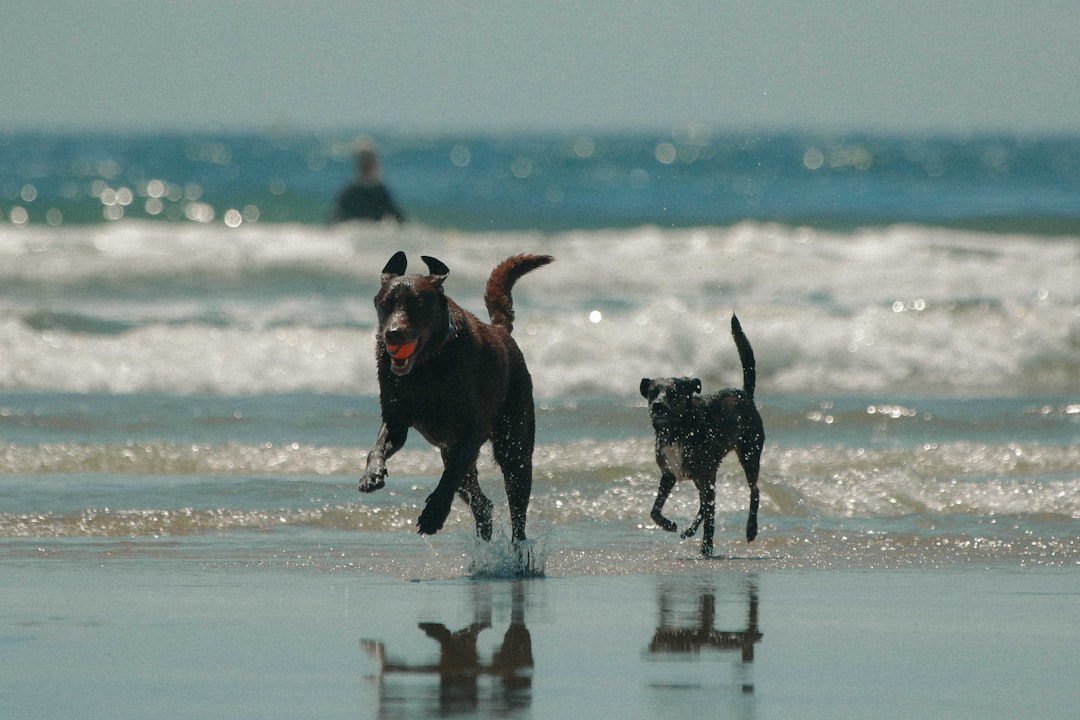 The Personalized Pet Beach Towel Worth Keeping Forever