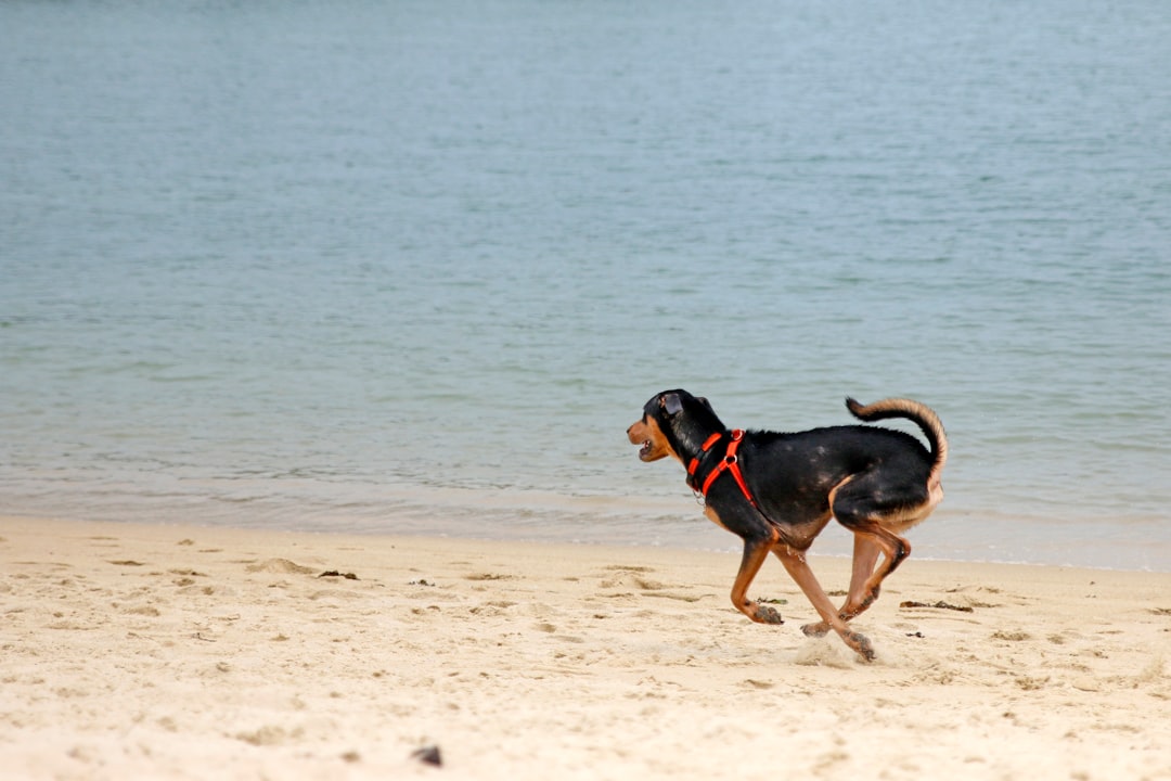 The Dog Photo Beach Towel Gift She Didn't Know She Needed