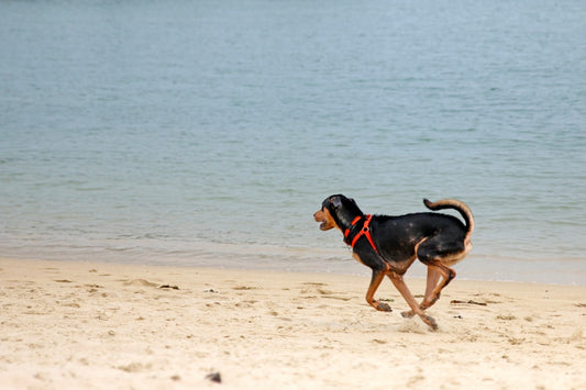 The Dog Photo Beach Towel Gift She Didn't Know She Needed