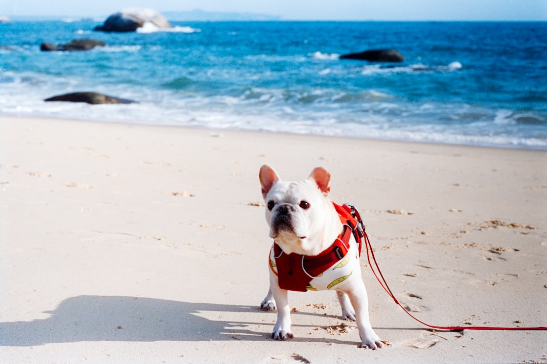 The Best Personalized Beach Towel for Dog Lovers