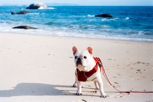 The Best Personalized Beach Towel for Dog Lovers