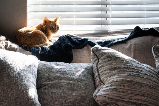 The Custom Cat Photo Blanket She'll Never Put Away