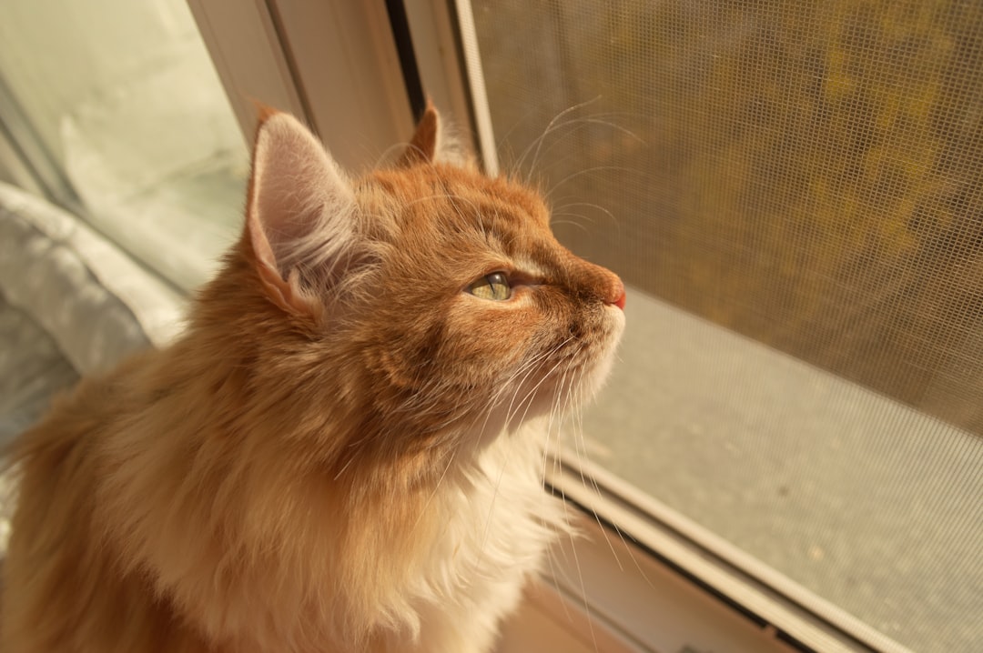 Personalized Cat Lover Gifts Worth Keeping Forever