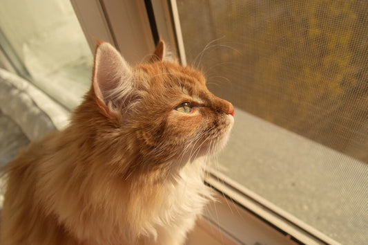 Personalized Cat Lover Gifts Worth Keeping Forever